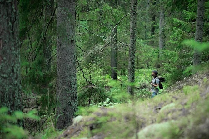 Wolves, Moose & Beavers in the forests of Central Sweden - Who Will Get the Most From This Swedish Wildlife Trip?